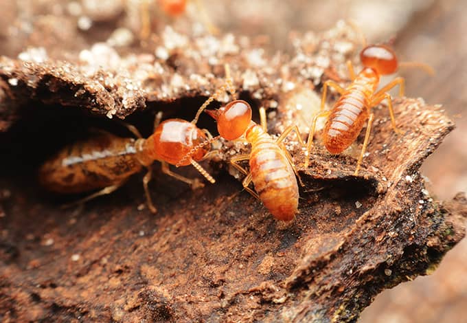 termites 