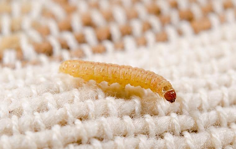 a fabric pest on a rug in a westchester county home
