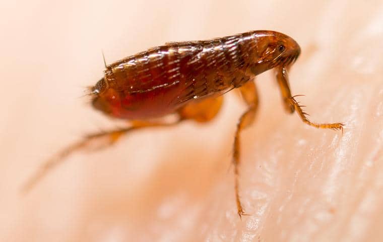 close up of flea on skin