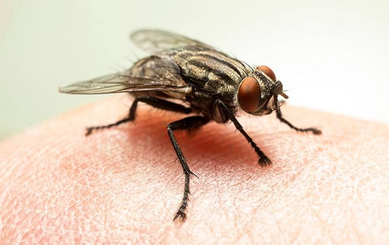 a fly resting on a person in a white plains home