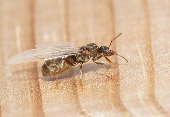 yellow ants with wings