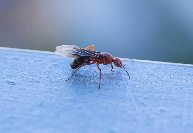 How to kill store flying ants