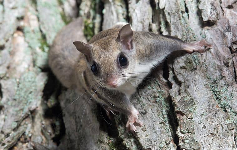 Flying Squirrels - Wildlife Control Connecticut