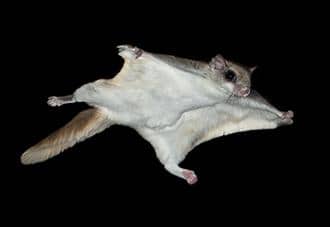 a flying squirrel gliding through the air in new york