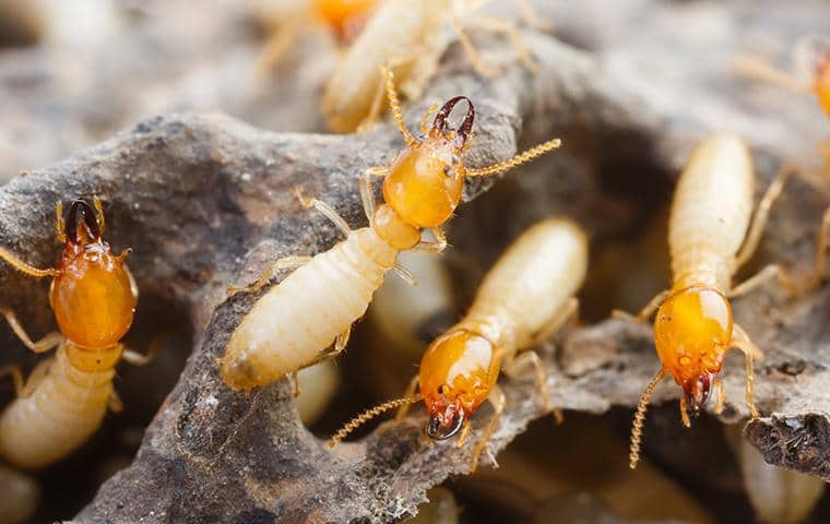 A Guide To Termites Found In New York And Connecticut Parkway Pest Services