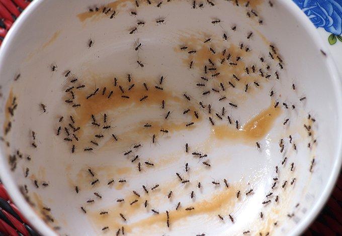 ants in a bowl
