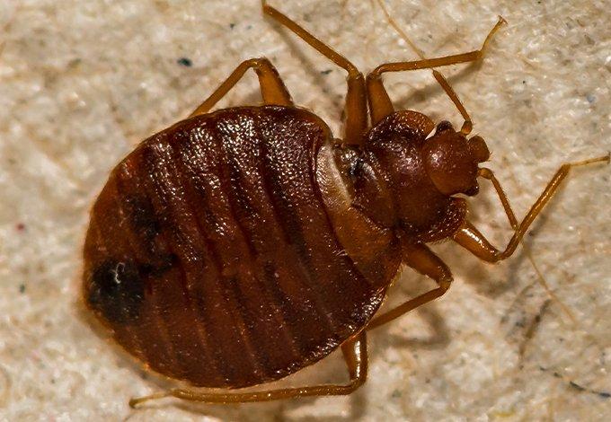 up close bed bug
