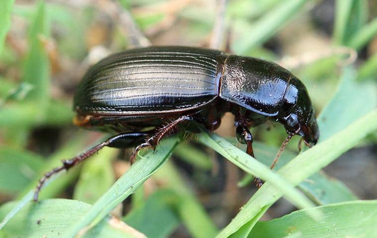 a ground beetle on a long island lawn