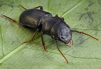 a ground beetle crawling on a property in the bronx