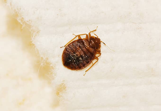 a bed bug in a fairfield county home