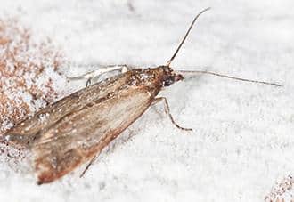 an indian meal moth in a new york residence