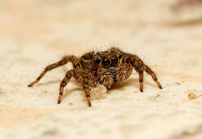 jumping spider up close
