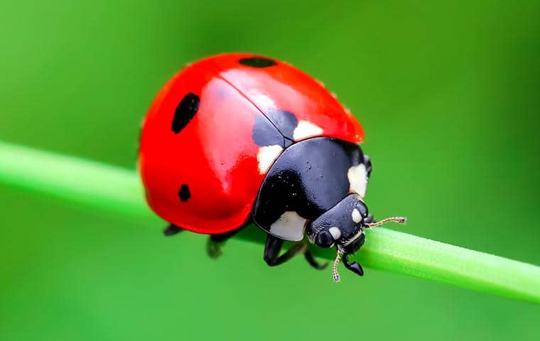 My Fair Lady Beetle  Vermont Center for Ecostudies