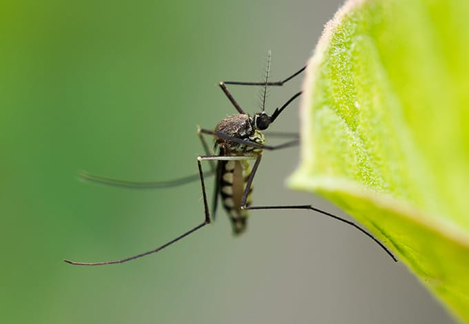 a mosquito perched on a leaf in lawrence new york