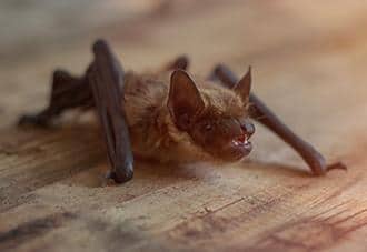 a little brown bat crawling inside a home in queens