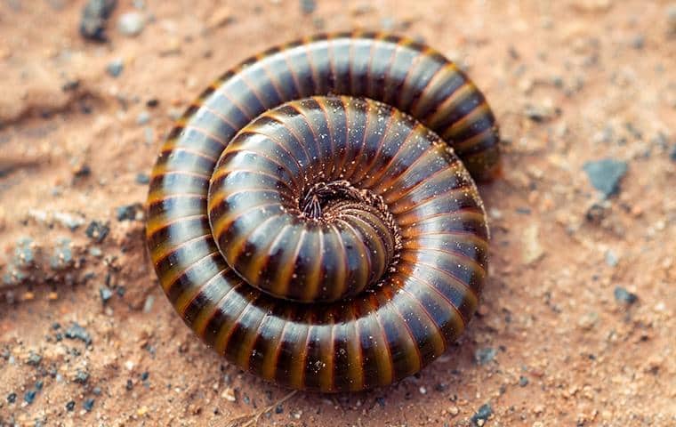 a millipede curled up on the ground outside of a danbury home