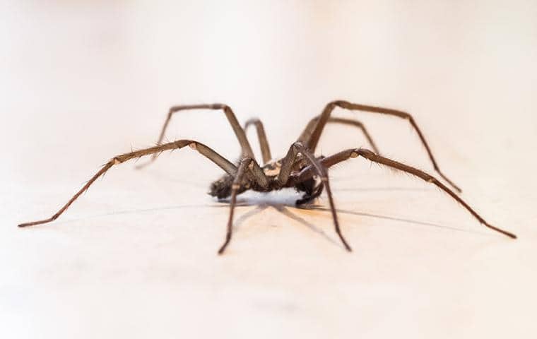 Common House Spider Pest Control Services