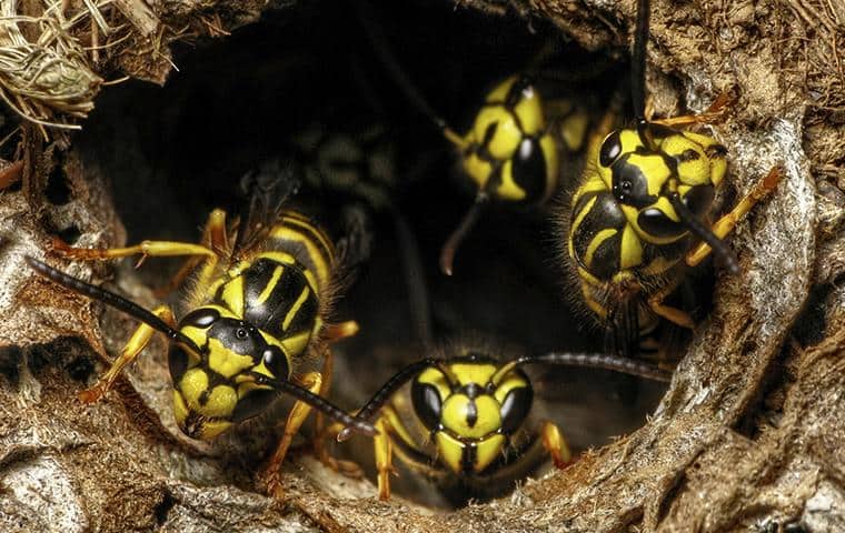 a group of wasps emerging from nest on long island