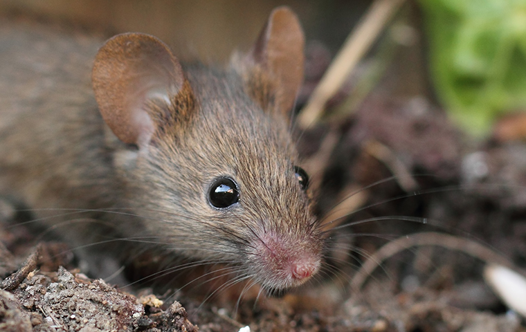 Learn More About Mice Here up close image of a mouse