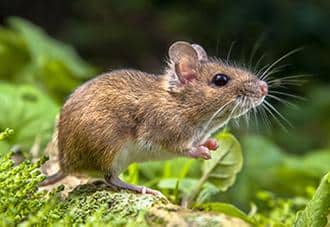 a mouse on a lawn in westchester county