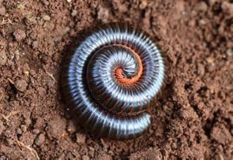 a millipede curled up on a property in new york