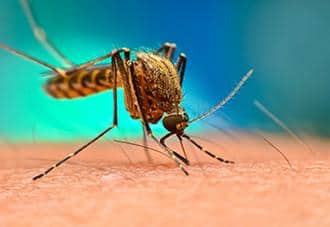 a mosquito stinging a persons arm in suffolk county