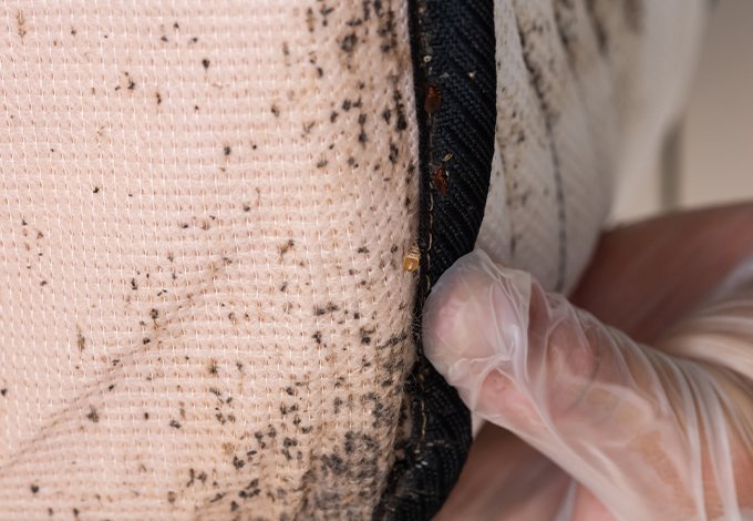 bed bug infestation on a mattress in mount kisco new york