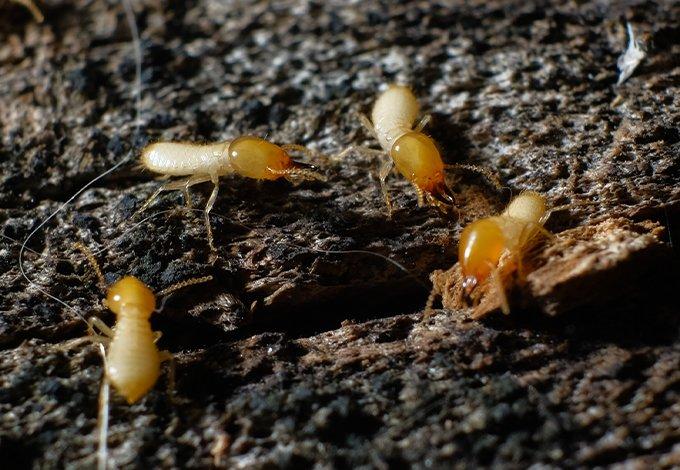 termites crawling on rotten wood in mount kisco