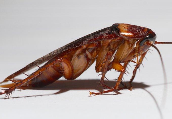 Choose Parkway For All Your Atlantic Beach Pest Control Needs up close image of a cockroach
