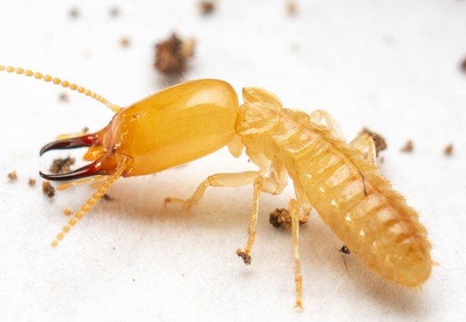 a termite crawling in a north hills home