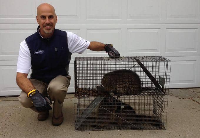 Professional, Humane Wildlife Control parkway owner with trapped wildlife in great neck ny