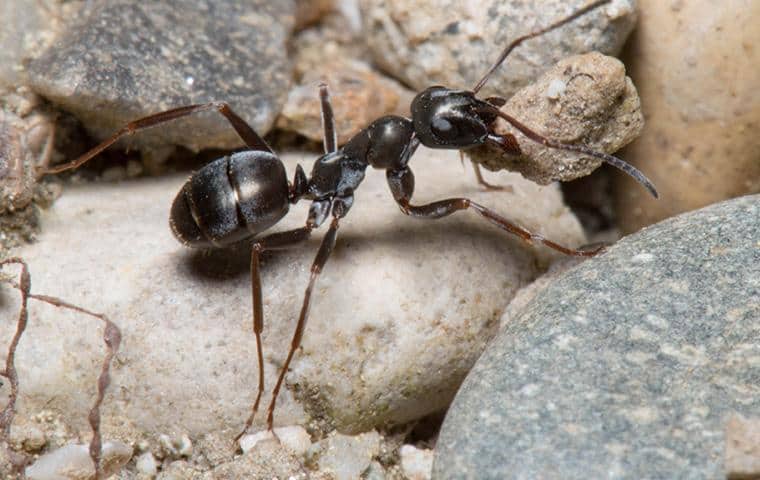 Learn Why Ants Are A Pest an ant crawling outside of a home in connecticut