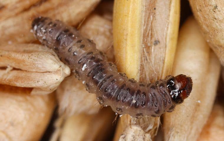 Pantry Pests A Guide To Indianmeal Moths Other Food Infesting Bugs