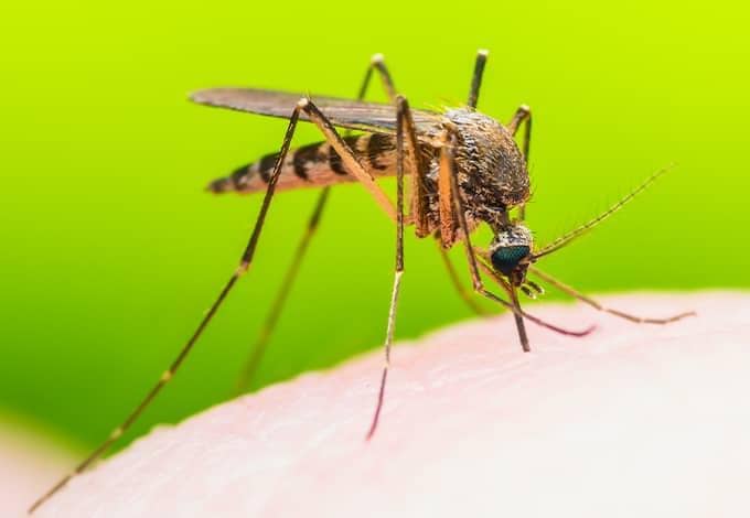 We Offer Protection For The Entire Season a mosquito biting a persons arm at their new york home