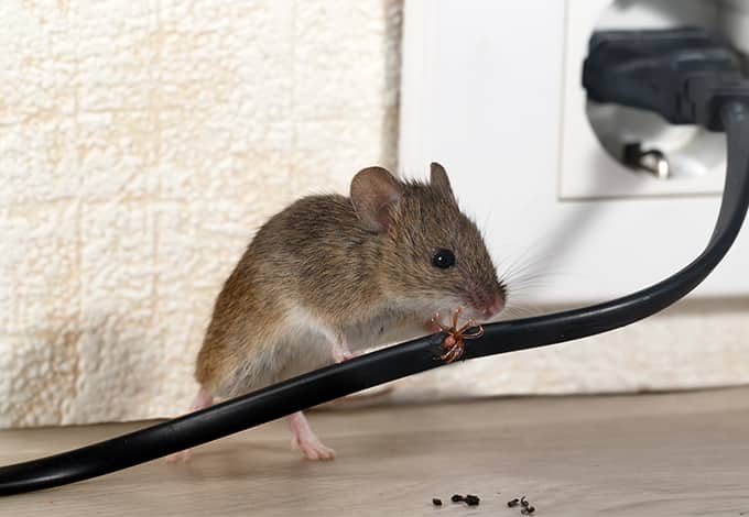 mouse chewing electrical cord in ny home