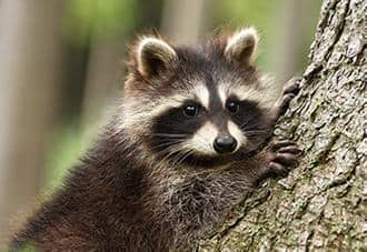 a raccoon climbing a tree outside a staten island home