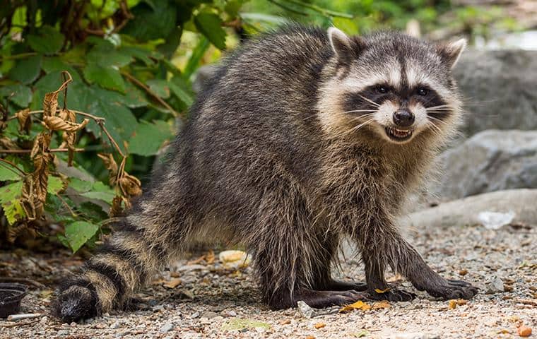 A Guide To Raccoons Found In New York & Connecticut | Parkway Pest Services