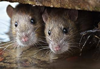 two rats inside of a home in new york