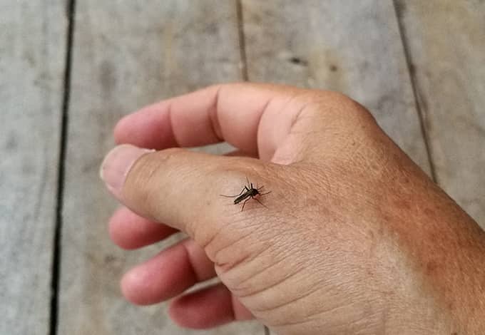 mosquito bite 