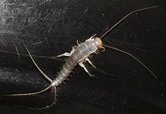 a silverfish crawling in the bathroom of a queens home