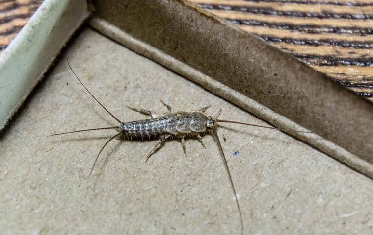 a silverfish infesting a long island home