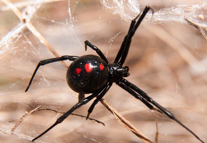 spider up close