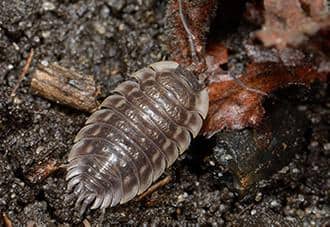 a sow bug outside of a connecticut home
