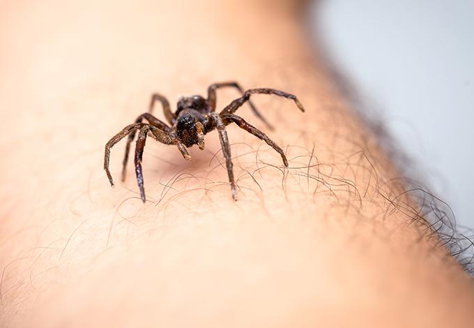 spider crawling on an arm