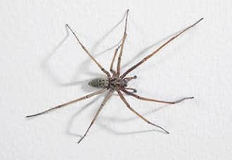 a spider crawling on a wall in a danbury home