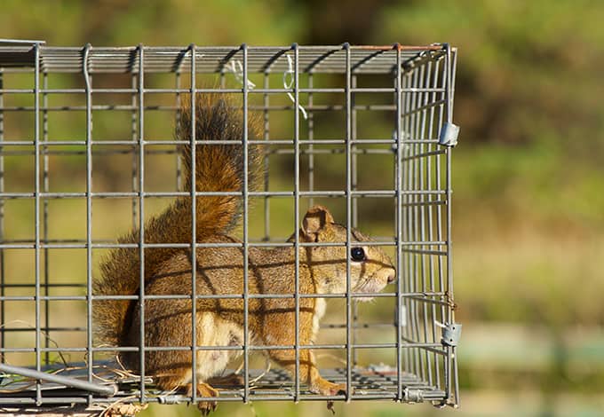 What Equipment do you need to trap a Squirrel?