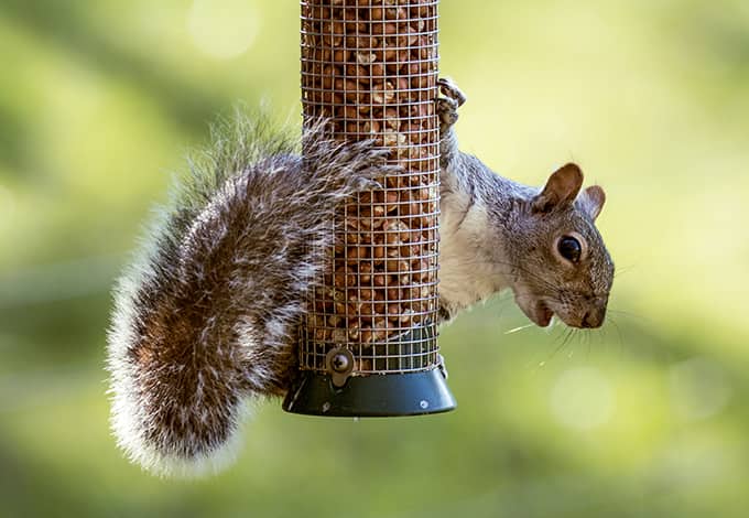 squirrel climbing on a feader outside ny home 