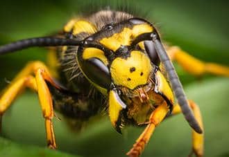 close up of a wasp outside a home in white plains