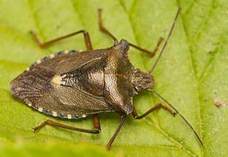 a stink bug on a plant outside of a long island home