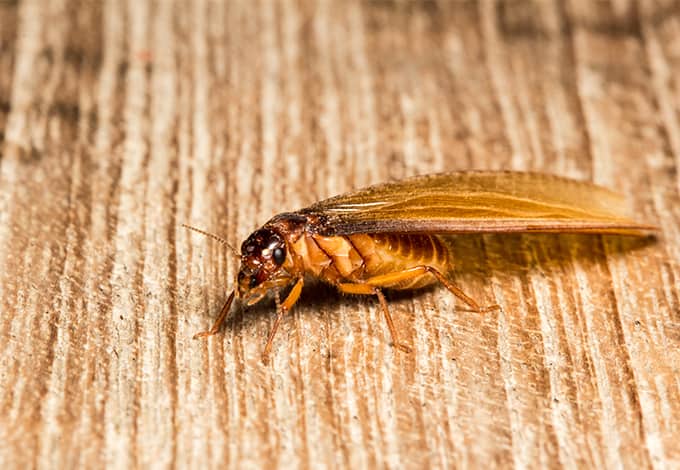 yellow ants with wings